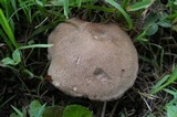 Tylopilus sordidus image