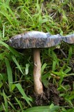 Tylopilus sordidus image