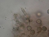 Hydnangium carneum image