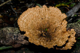 Cymatoderma elegans image