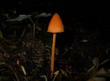 Entoloma quadratum image