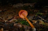 Entoloma quadratum image