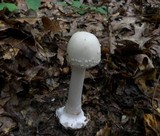 Amanita brunnescens image