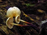 Mycetinis scorodonius image