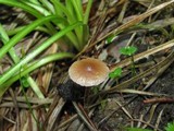 Psilocybe crobula image