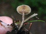 Psilocybe crobula image