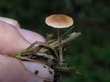 Psilocybe crobula image
