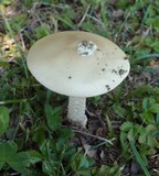 Amanita lividopallescens image