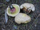 Boletus rubripes image