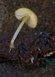 Pluteus admirabilis image