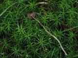 Psilocybe montana image