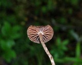 Psilocybe montana image