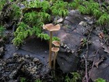 Entoloma hirtipes image