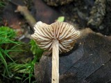 Entoloma hirtipes image