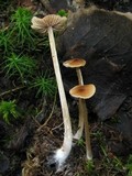 Entoloma hirtipes image