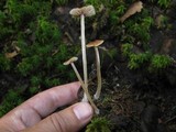 Entoloma hirtipes image