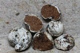 Image of Timgrovea subtropica