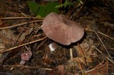 Entoloma violaceum image