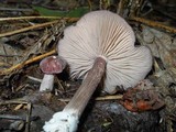 Entoloma violaceum image