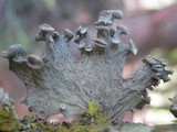 Ramalina sinensis image