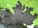 Ramalina sinensis image