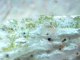 Ramalina sinensis image