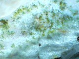 Ramalina sinensis image
