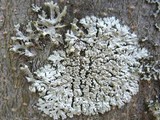 Physcia clementei image