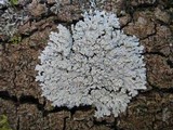 Physcia clementei image