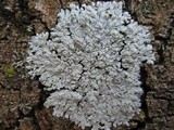 Physcia clementei image