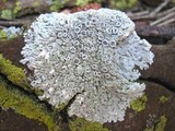 Physcia clementei image