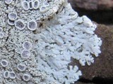 Physcia clementei image