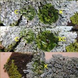 Physcia clementei image