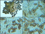 Physcia clementei image