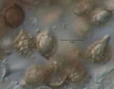 Timgrovea subtropica image