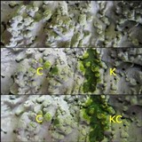 Physcia tribacioides image