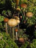 Psilocybe coprophila image