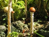 Psilocybe coprophila image