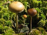 Psilocybe coprophila image