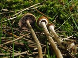 Psilocybe coprophila image