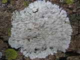 Physcia tribacioides image