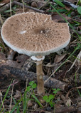 Macrolepiota clelandii image