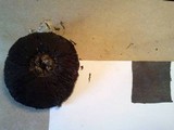 Agaricus bisporus image