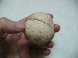 Calvatia bovista image