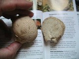 Calvatia bovista image