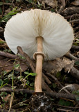 Macrolepiota clelandii image