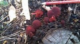 Tubaria rufofulva image