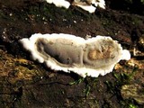 Kretzschmaria deusta image