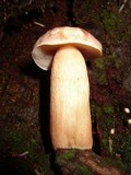 Tylopilus minor image