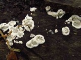 Kretzschmaria deusta image